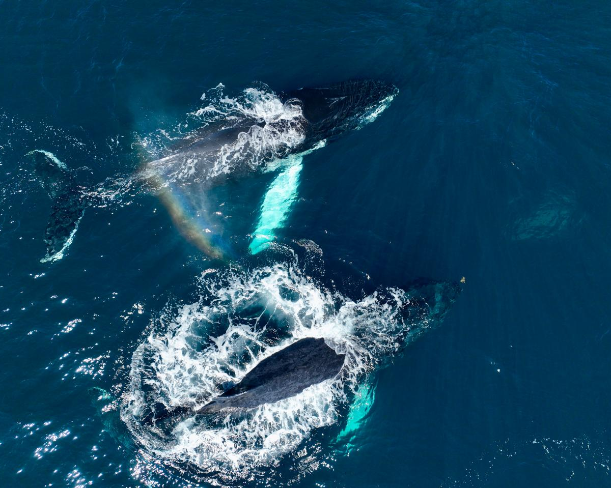 Samana From Punta Cana